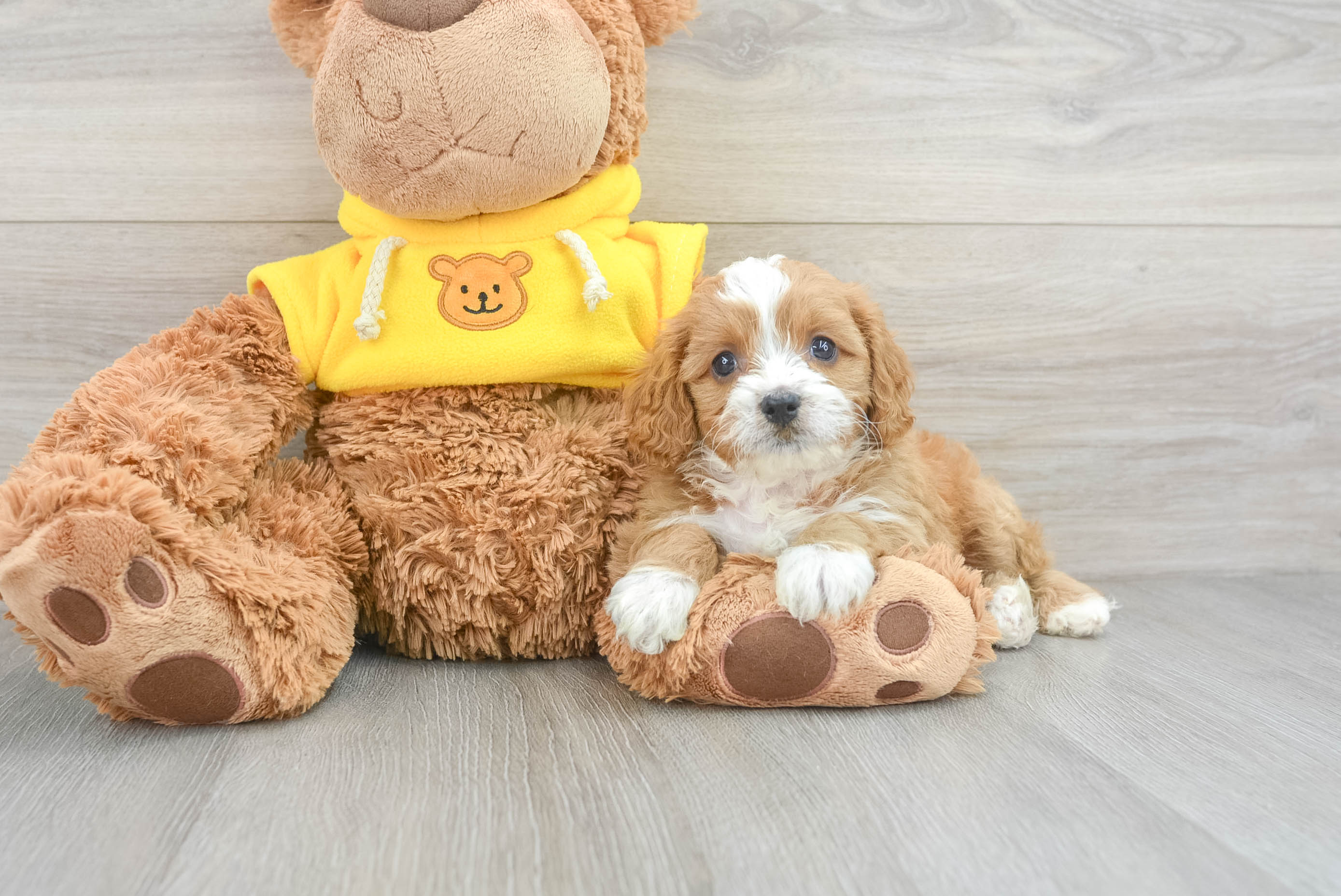 Funny Cavapoo Poodle Mix Pup
