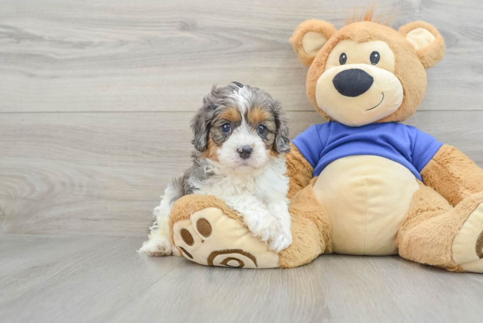 Cavapoo Pup Being Cute
