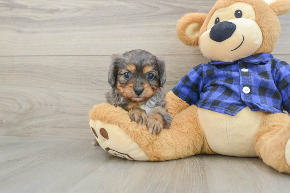 Smart Cavapoo Poodle Mix Pup