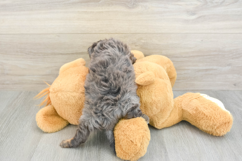 Cavapoo Pup Being Cute