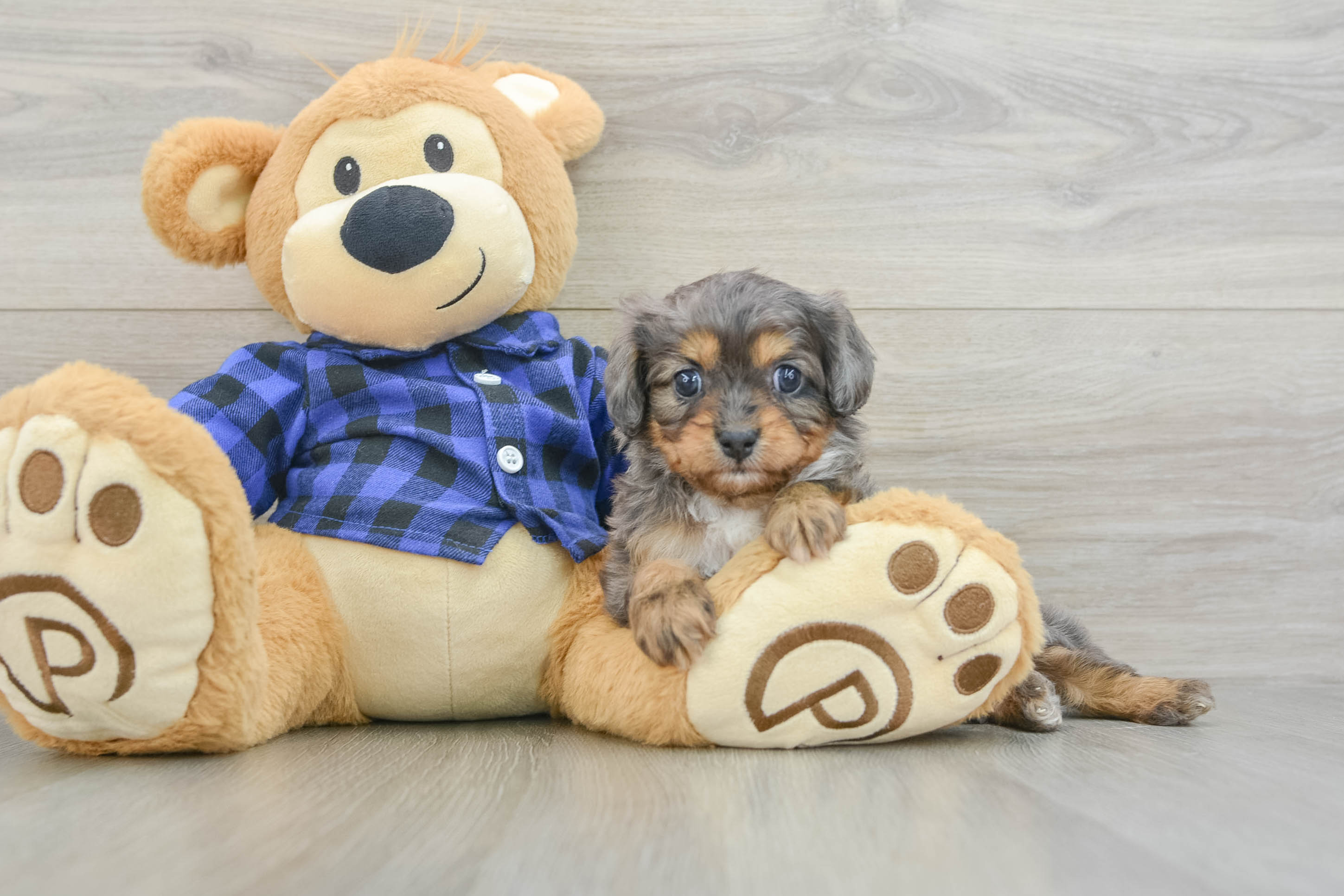Petite Cavapoo Poodle Mix Pup