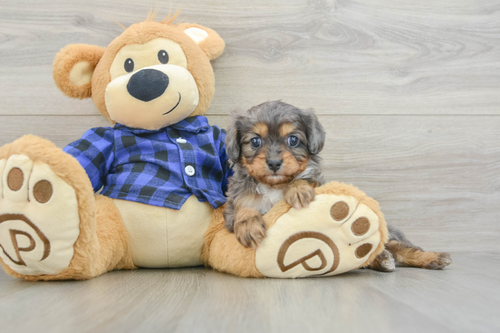 Petite Cavapoo Poodle Mix Pup