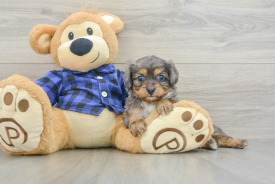 Petite Cavapoo Poodle Mix Pup