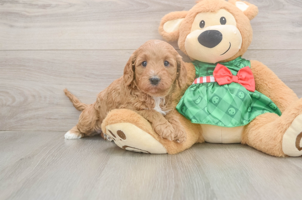 5 week old Cavapoo Puppy For Sale - Premier Pups