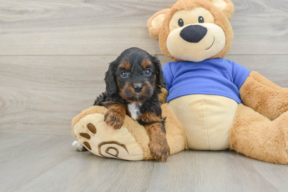 Best Cavapoo Baby