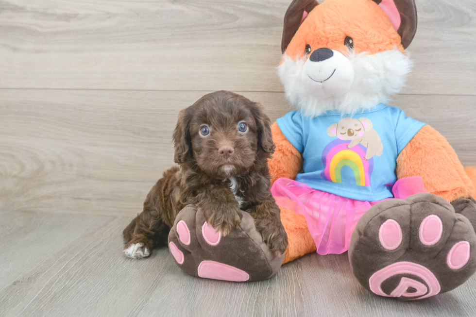 Small Cavapoo Baby