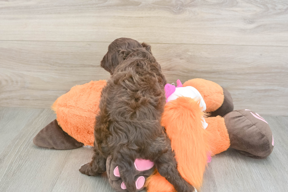 Cavapoo Pup Being Cute
