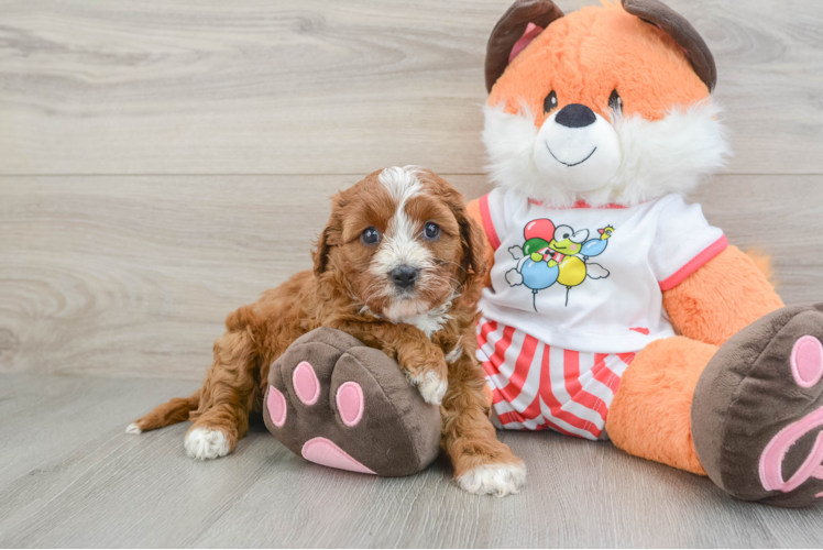 Adorable Cavalier King Charles Spaniel and Poodle Mix Poodle Mix Puppy