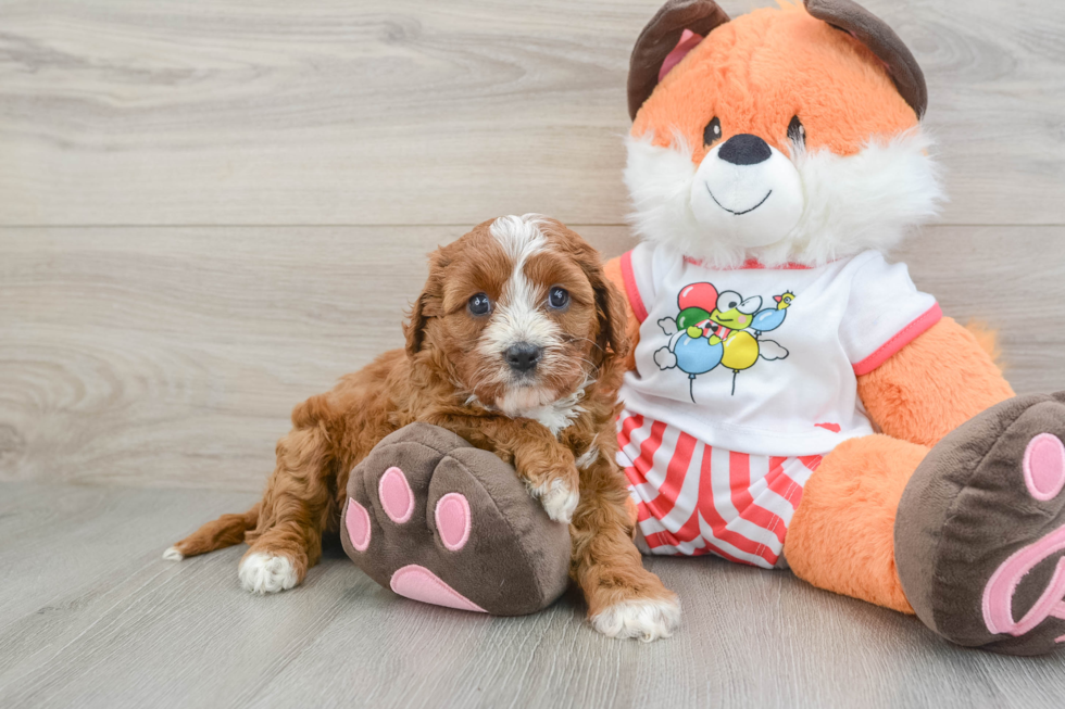 Adorable Cavalier King Charles Spaniel and Poodle Mix Poodle Mix Puppy