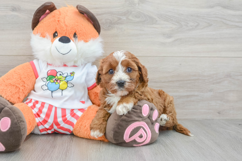 Cavapoo Pup Being Cute