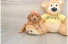 Cavapoo Pup Being Cute