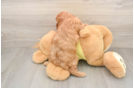 Popular Cavapoo Poodle Mix Pup