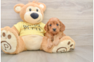 Cavapoo Pup Being Cute