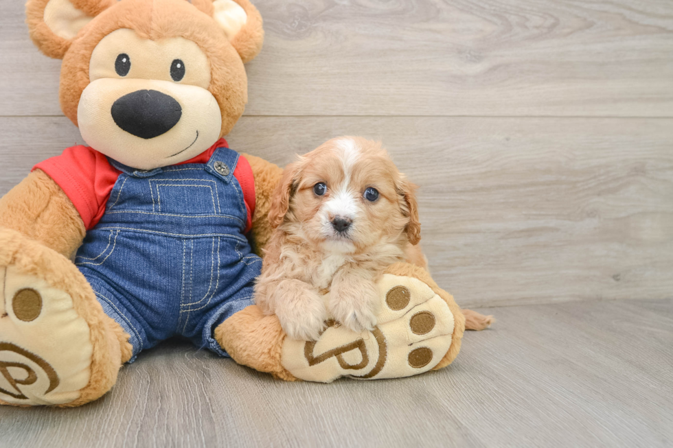 Cavapoo Pup Being Cute