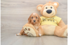 Funny Cavapoo Poodle Mix Pup