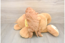 Funny Cavapoo Poodle Mix Pup