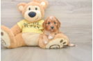 Cavapoo Pup Being Cute