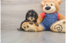 Cute Cavapoo Baby