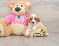 8 week old Cavapoo Puppy For Sale - Premier Pups
