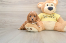 Best Cavapoo Baby