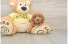 Friendly Cavapoo Baby