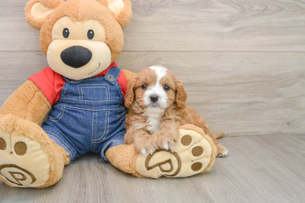Petite Cavapoo Poodle Mix Pup