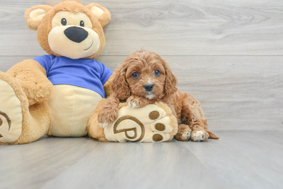 Popular Cavapoo Poodle Mix Pup