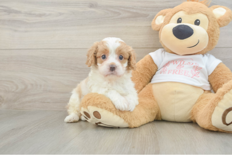 Cute Cavapoo Baby