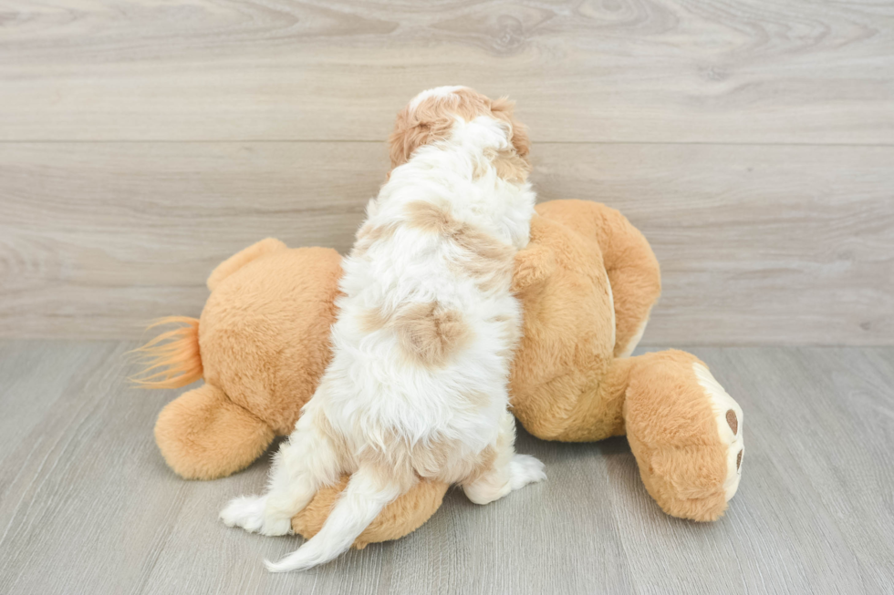 Cavapoo Puppy for Adoption