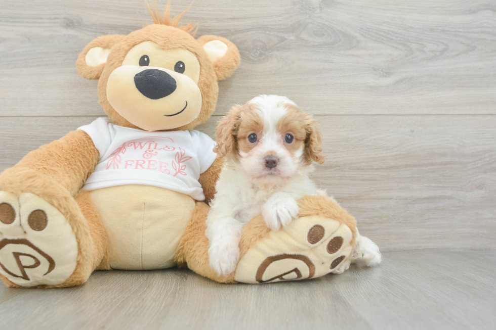 Funny Cavapoo Poodle Mix Pup