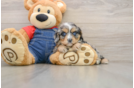 Sweet Cavapoo Baby