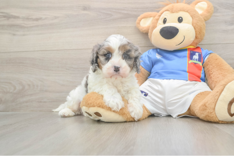 Cavapoo Pup Being Cute