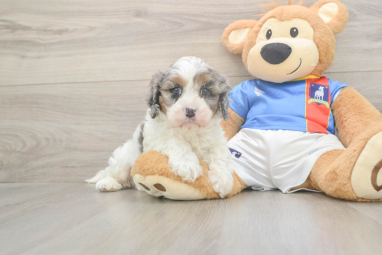 Cavapoo Pup Being Cute