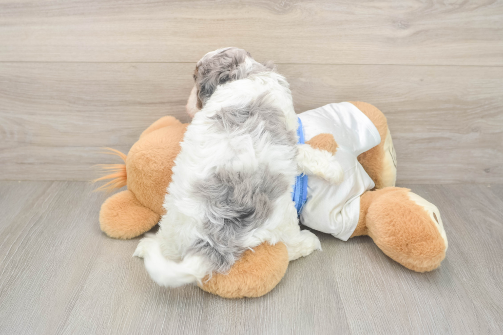 Cavapoo Puppy for Adoption