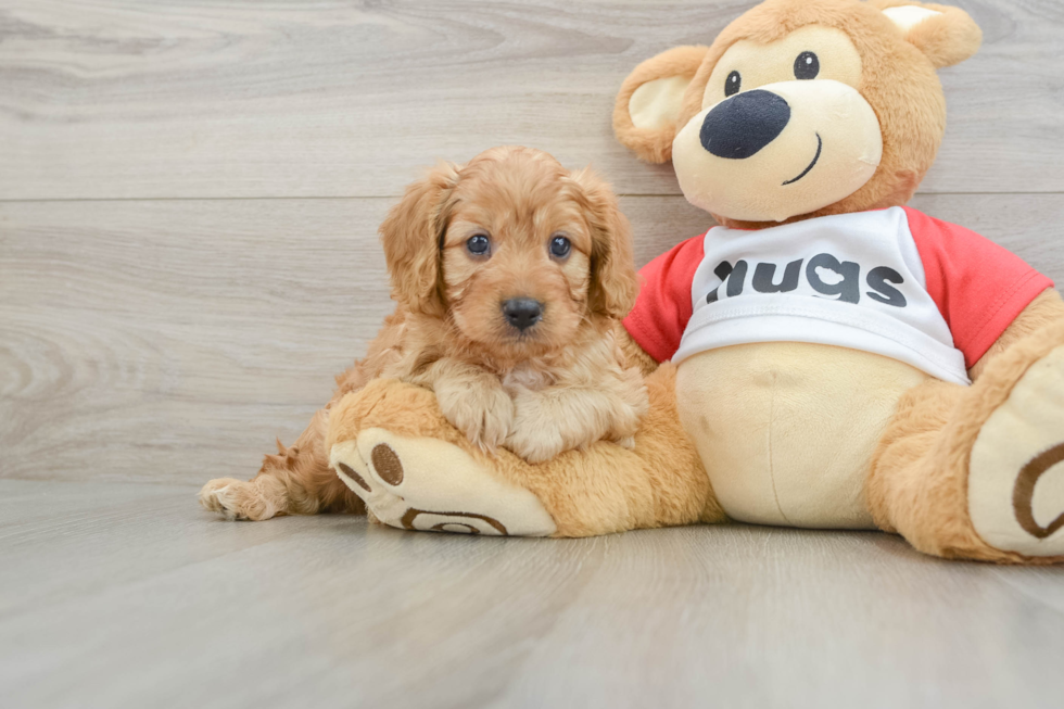 Energetic Cavoodle Poodle Mix Puppy