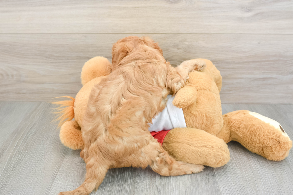 Cavapoo Puppy for Adoption