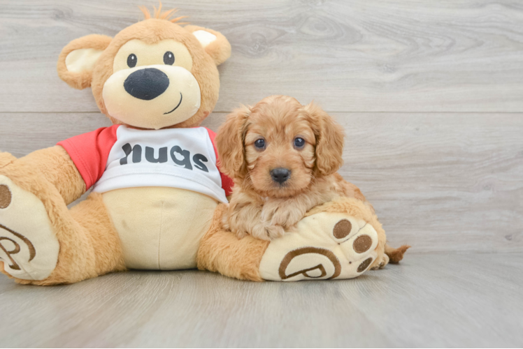 Little Cavipoo Poodle Mix Puppy