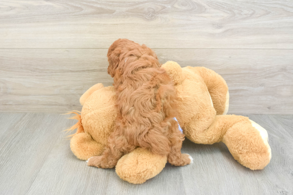 Cavapoo Pup Being Cute