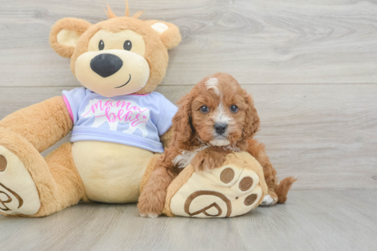 Best Cavapoo Baby