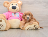 8 week old Cavapoo Puppy For Sale - Premier Pups