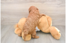 Playful Cavapoodle Poodle Mix Puppy