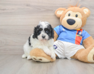 8 week old Cavapoo Puppy For Sale - Premier Pups