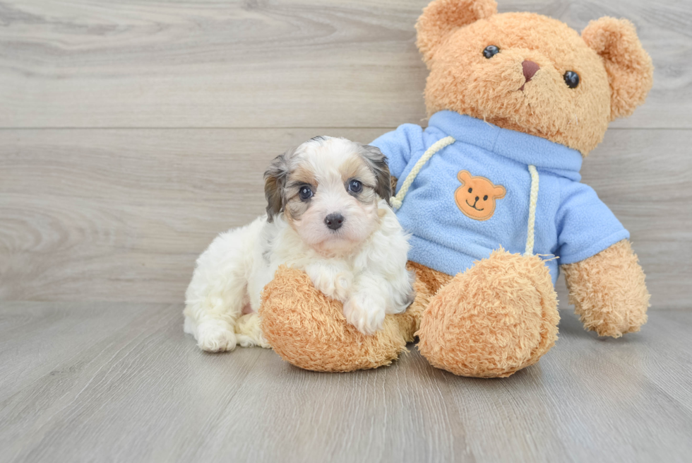 Petite Cavapoo Poodle Mix Pup