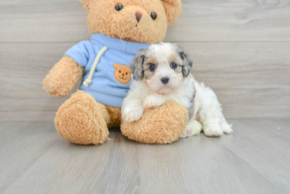 Playful Cavoodle Poodle Mix Puppy