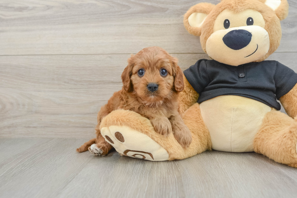 Cavapoo Pup Being Cute