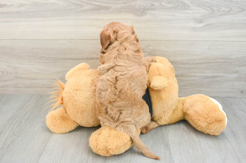 Cavapoo Pup Being Cute