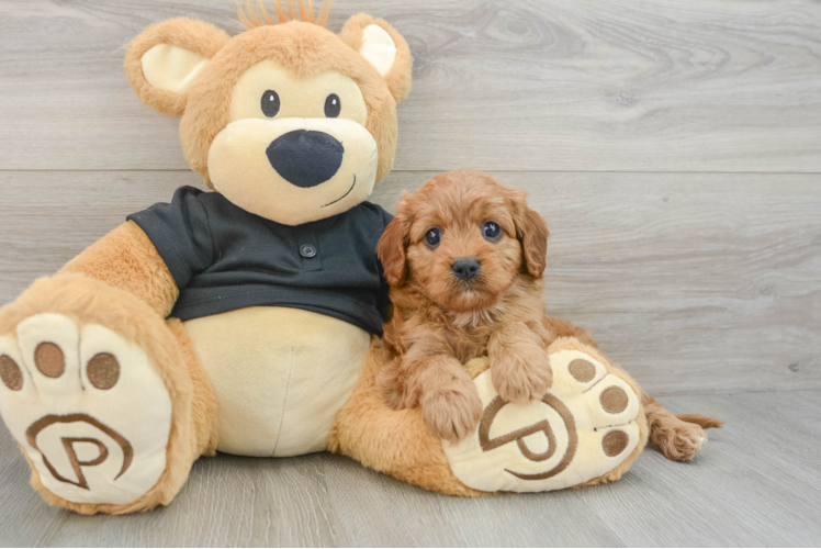 Little Cavipoo Poodle Mix Puppy