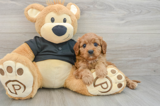 Little Cavipoo Poodle Mix Puppy