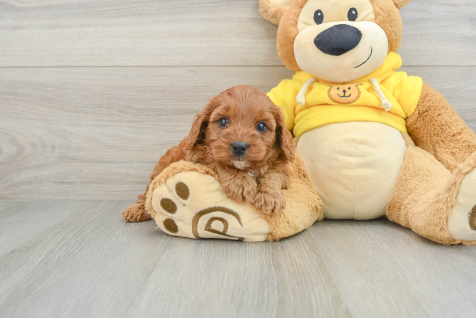 Sweet Cavapoo Baby