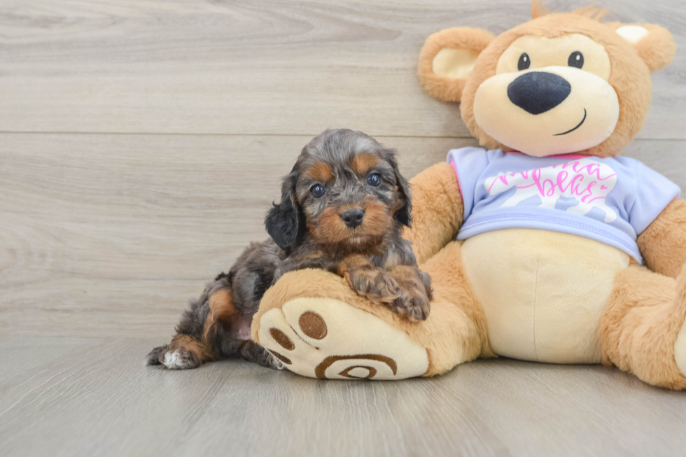 Best Cavapoo Baby